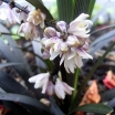 sklep ogrodniczy - Ophiopogon planiscapus NIGER syn. 'Black Dragon' /P9 *K8