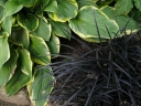 sklep ogrodniczy - Ophiopogon planiscapus NIGER syn. 'Black Dragon' /P9 *K8