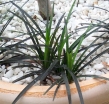 rośliny ogrodowe - Ophiopogon planiscapus NIGER syn. 'Black Dragon' /P9 *K8