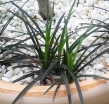 sklep ogrodniczy - Ophiopogon planiscapus NIGER syn. 'Black Dragon' /P9 *K8