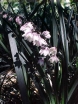 rośliny ogrodowe - Ophiopogon planiscapus NIGER syn. 'Black Dragon' /P9 *K8
