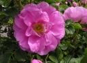 rośliny ogrodowe - Róża HANSA Hybrid rugosa /C2