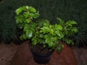 sadzonki - Róża HANSA Hybrid rugosa /C2
