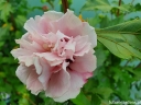 sadzonki -  HIBISCUS syriacus LADY STANLEY Ketmia syryjska C2/60-80cm *3