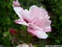rośliny ogrodowe - HIBISCUS syriacus LADY STANLEY Ketmia syryjska C2/60-80cm *3
