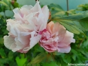 rośliny ogrodowe - HIBISCUS syriacus LADY STANLEY Ketmia syryjska C2/60-80cm *3