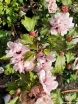 rośliny ogrodowe - HIBISCUS syriacus LADY STANLEY Ketmia syryjska C2/60-80cm *3