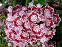 rośliny ozdobne -  Kalmia szerokolistna MINUET Kalmia latifolia C1,5/15-20cm