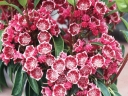 rośliny ozdobne - Kalmia szerokolistna MINUET Kalmia latifolia C1,5/15-20cm