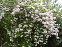 sadzonki - Kolkwicja chińska PINK CLOUD Kolkwitzia amabilis P15/40-50cm