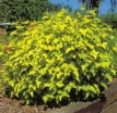 rośliny ogrodowe - Pęcherznica kalinolistna LUTEUS na PNIU Physocarpus opulifolius C2/90(110)cm *PACZ