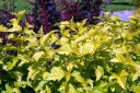 sklep ogrodniczy - Pęcherznica kalinolistna LUTEUS na PNIU Physocarpus opulifolius C2/90(110)cm *PACZ
