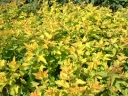 sklep ogrodniczy - Pęcherznica kalinolistna LUTEUS na PNIU Physocarpus opulifolius C2/90(110)cm *PACZ