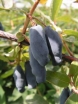 sadzonki - Jagoda kamczacka Lonicera coerulea var. kamtschatica C5/60-80cm