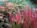 rośliny ogrodowe - Czerwona trawa 'RED BARON' Imperata cylindrica /P15 *K5