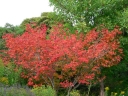 rośliny ogrodowe -  Klon okrągłolistny Acer circinatum C3/40-60cm