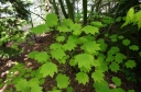 sadzonki - Klon okrągłolistny Acer circinatum C3/40-60cm