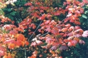 rośliny ozdobne - Klon okrągłolistny Acer circinatum C3/40-60cm