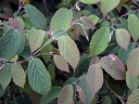 rośliny ozdobne - Leszczynowiec chiński SPRING PURPLE Corylopsis sinensis C3/40-80cm *K13