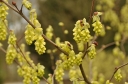 sklep ogrodniczy - Leszczynowiec chiński SPRING PURPLE Corylopsis sinensis C3/40-80cm *K13