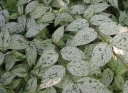 sklep ogrodniczy -  Żylistek wysmukły MARMORATA Deutzia gracilis C2/30cm *K20