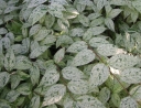 sklep ogrodniczy - Żylistek wysmukły MARMORATA Deutzia gracilis C2/30cm *K20