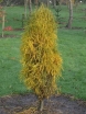 rośliny ozdobne - Kruszyna wąskokolumnowa FINE LINE 'Ron Williams'® Frangula alnus C3/40-60cm *K18