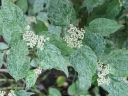rośliny ozdobne -  Hortensja piłkowana 'Kokonoe-yama' Hydrangea serrata /C5 *K19