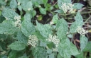 rośliny ogrodowe - Hortensja piłkowana 'Kokonoe-yama' Hydrangea serrata /C5 *K19