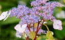 sadzonki - Hortensja piłkowana 'Kokonoe-yama' Hydrangea serrata /C5 *K19