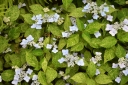 rośliny ogrodowe - Hortensja piłkowana 'Kokonoe-yama' Hydrangea serrata /C5 *K19