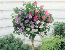 sklep ogrodniczy -  HIBISCUS syriacus TRICOLOR na PNIU Ketmia syryjska C5/Pa 80cm