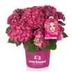 sklep ogrodniczy -  Hortensja ogrodowa Everbloom RED WONDER 'Red Ball' Hydrangea macrophylla /C5