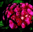 rośliny ogrodowe - Hortensja ogrodowa Everbloom RED WONDER 'Red Ball' Hydrangea macrophylla /C5
