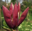 rośliny ogrodowe - Magnolia brooklynensis BLACK BEAUTY C3/40-60cm