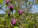 rośliny ozdobne - Magnolia brooklynensis BLACK BEAUTY C3/40-60cm