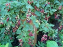rośliny ozdobne - Jeżyna REUBEN Rubus Reuben C2/50cm