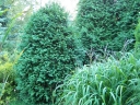 sadzonki -  Żywotnik olbrzymi KÓRNIK Thuja plicata Tuja P15/40cm