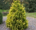 sadzonki - Żywotnik olbrzymi KÓRNIK Thuja plicata Tuja P15/40cm