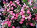 rośliny ozdobne - Pernecja ROSEA Pernettia mucronata C2/20-30cm *4
