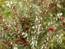 rośliny ogrodowe - Pernecja ROSEA Pernettia mucronata C2/20-30cm *4