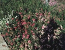 rośliny ozdobne - Pernecja ROSEA Pernettia mucronata C2/20-30cm *4
