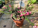 rośliny ogrodowe - Pernecja ROSEA Pernettia mucronata C2/20-30cm *4