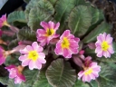 sklep ogrodniczy -  Pierwiosnek BLARNEY CASTLE Primula vulgaris