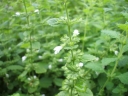 rośliny ogrodowe - Melisa lekarska w doniczce P15 Melissa officinalis