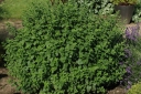 rośliny ozdobne - Melisa lekarska w doniczce P15 Melissa officinalis