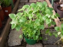 rośliny ozdobne - Melisa lekarska w doniczce P15 Melissa officinalis