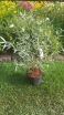 rośliny ozdobne - Barbula klandońska heavenly BLUE Caryopteris clandonensis C1,5/30cm *23