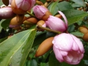 sadzonki - Magnolia zimozielona FAIRY MAGNOLIA® BLUSH C3/50cm *T36