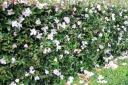 rośliny ozdobne - Magnolia zimozielona FAIRY MAGNOLIA® BLUSH C3/50cm *T36